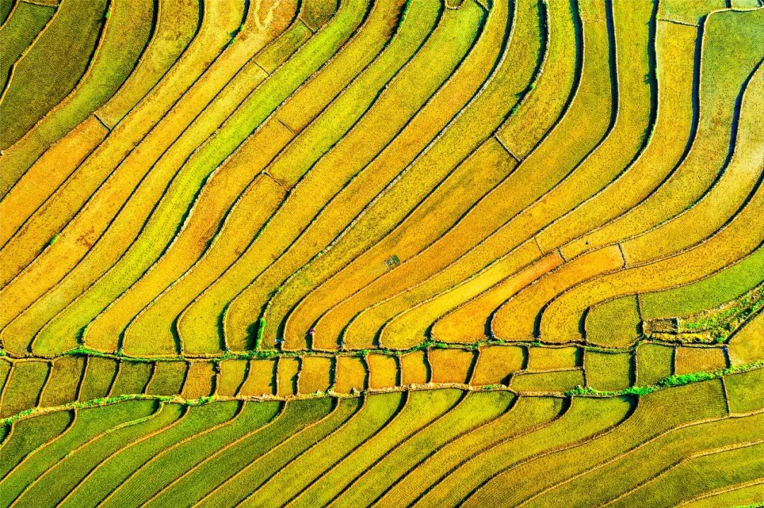 在印度做的这场尝试，适合中国吗？丨J9集团国际思想力夏季论坛