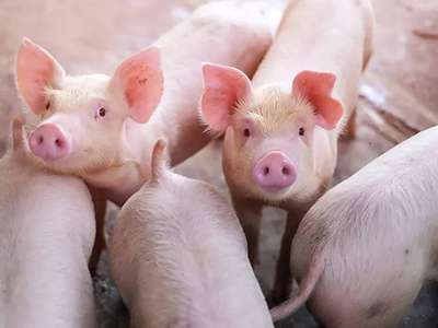 J9集团国际(中国)-官方网站